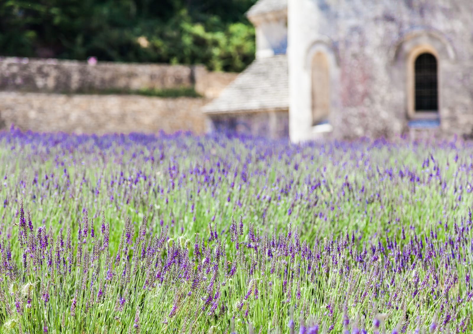 Lavender Fields of Hvar: A Springtime Must-See