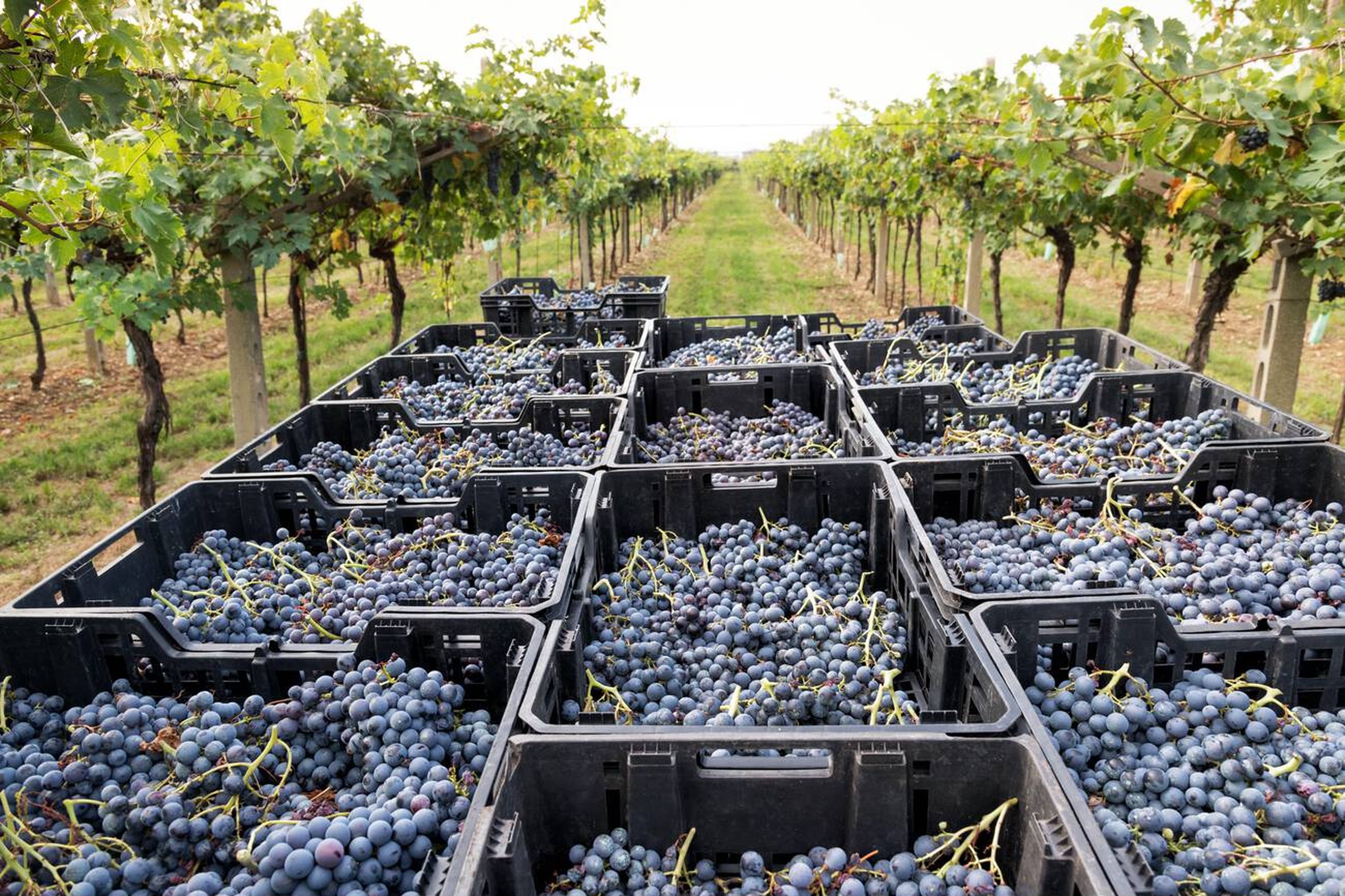 Why Fall is Hvar's Secret Season: Luxury Villa Benefits September-November